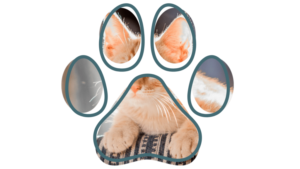 Grooming appointment connected to vet near me care at Cloverleaf Animal Clinic in Memphis