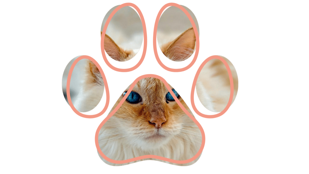 Cat receiving a dental exam during a vet near me visit at Cloverleaf Animal Clinic in Memphis