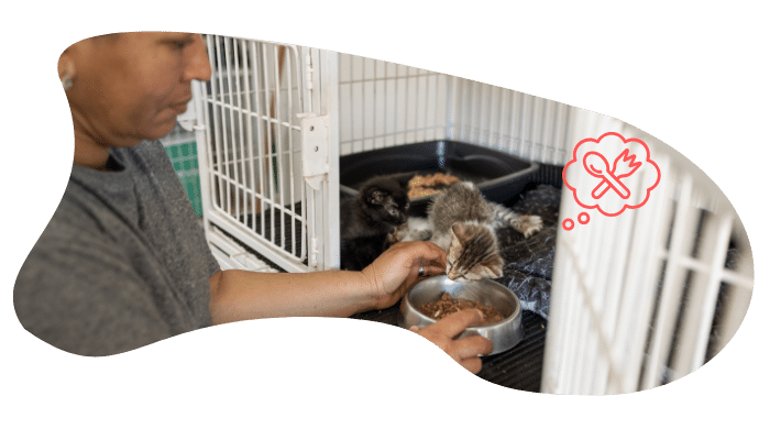 Adopting a shelter pet in East Memphis, TN with guidance from Cloverleaf Animal Clinic