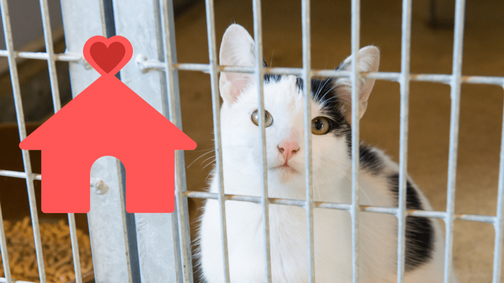 Family adopting a shelter pet with support from Cloverleaf Animal Clinic in East Memphis, TN
