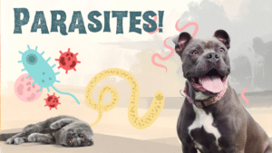 Dog and cat representing pet parasite prevention at Cloverleaf Animal Clinic in Memphis, TN